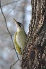 Picus canus × viridis