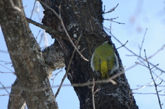 Picus canus × viridis