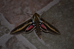 Hyles euphorbiarum