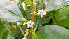 Myoporum tenuifolium