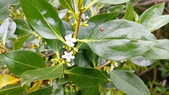 Myoporum tenuifolium