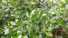 Myoporum tenuifolium