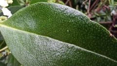 Myoporum tenuifolium