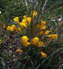 Narcissus obesus