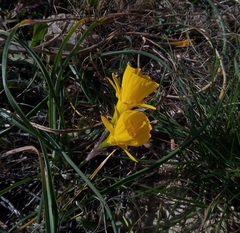 Narcissus obesus