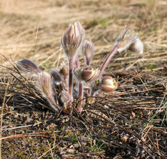 Pulsatilla patens