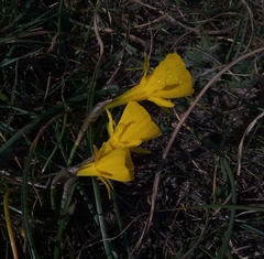 Narcissus obesus