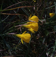 Narcissus obesus