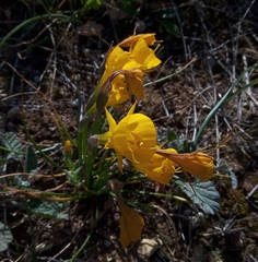 Narcissus obesus