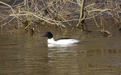 Mergus merganser