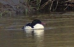 Mergus merganser