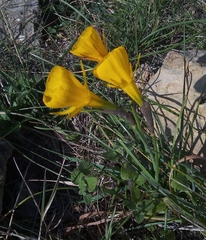 Narcissus obesus