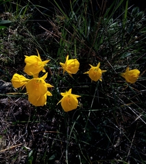 Narcissus obesus