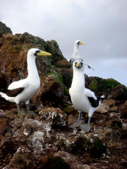 Sula dactylatra tasmani