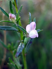 Misopates