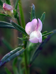 Misopates