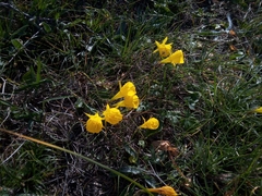 Narcissus obesus
