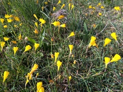 Narcissus obesus
