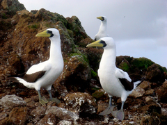 Sula dactylatra tasmani