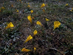 Narcissus obesus