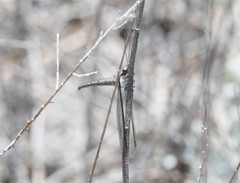 Ascaloptynx appendiculata