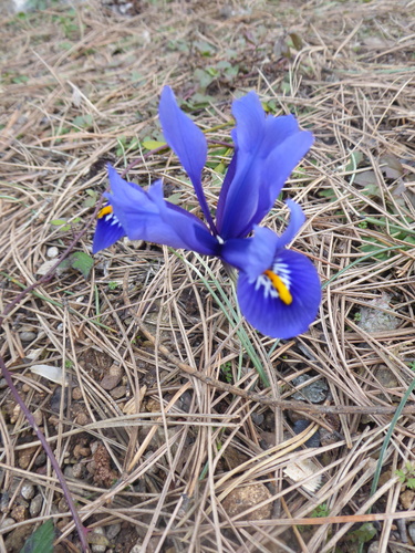 Image of Iris reticulata by (c) Michael Andresek, some rights reserved (CC BY)