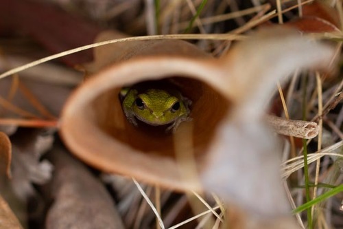 Pine Woods Tree Frog, Brunswick County, NC, USA, photo 9 of 10