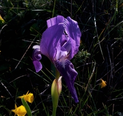Iris