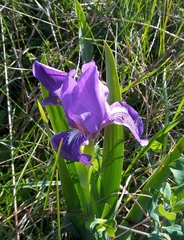Iris
