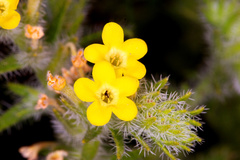 Arnebia hispidissima