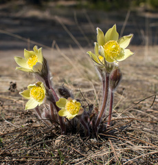 Pulsatilla patens