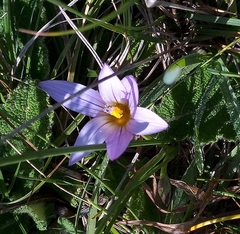 Romulea bulbocodium bulbocodium