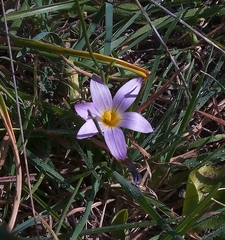 Romulea bulbocodium bulbocodium