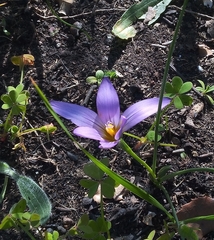 Romulea bulbocodium bulbocodium