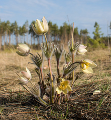 Pulsatilla patens