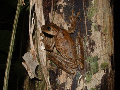 Osteocephalus taurinus