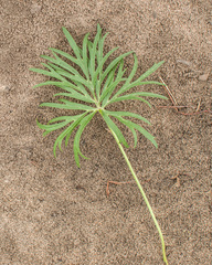 Pulsatilla patens