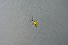 Diabrotica arcuata