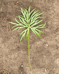 Pulsatilla patens