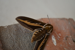 Hyles euphorbiarum
