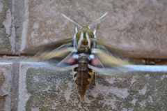 Hyles euphorbiarum