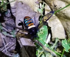 Autochloris jansonis