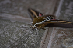 Hyles euphorbiarum