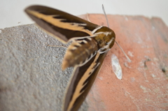 Hyles euphorbiarum