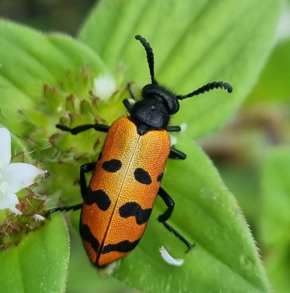 Ceroctis interna