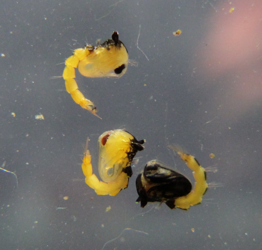 Wyeomyia bourrouli