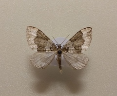 Colostygia aptata