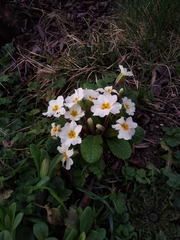 Primula