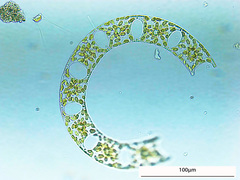 Eucampia