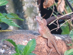 Anolis hispaniolae